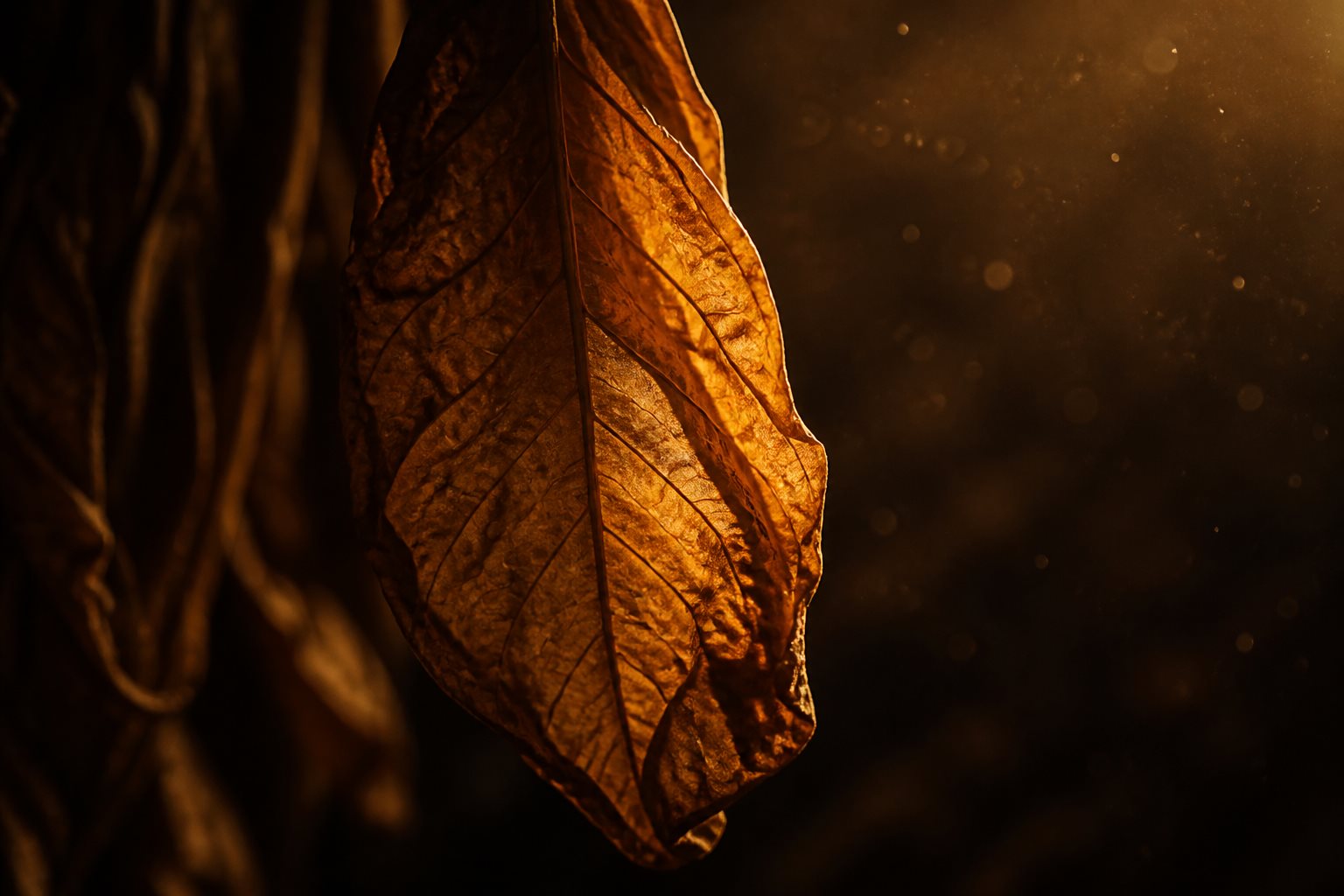 Cazador de Sueños - Hoja de tabaco madura secándose mostrando venas bajo luz cálida proceso artesanal dominicano